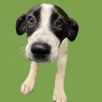 Matcha -  Mixed Breed Dog for Adoption in Blue Ridge, Georgia - Matcha | PetCurious