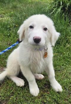 Great Pyrenees and Labrador Retriever Dogs Available for Adoption in Salem, New Hampshire - Monica | PetCurious