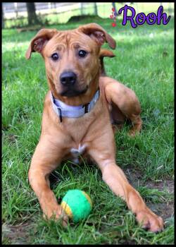 Rooh -  Mixed Breed Dog for Adoption in Shippenville, Pennsylvania - Rooh | PetCurious