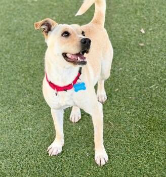 Shiba Inu and Labrador Retriever Dogs Available for Adoption in Columbia, Illinois - Louise | PetCurious
