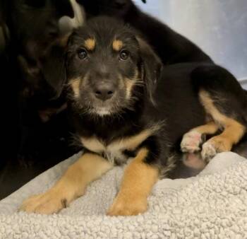 Scherry -  German Shepherd Dog Dog for Adoption in Mobile, Alabama - Scherry | PetCurious
