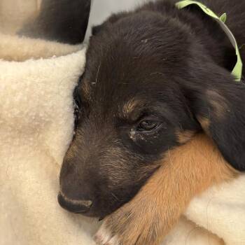 Icee -  Cattle Dog and Mixed Breed Dog for Adoption in Taos, New Mexico - Icee | PetCurious