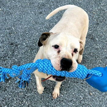 Rescue Boxer Dogs for Adoption in Rutherfordton, North Carolina - Nova | PetCurious