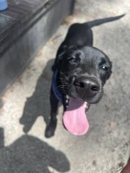Stetson -  Mixed Breed Dog for Adoption in Georgetown, South Carolina - Stetson | PetCurious