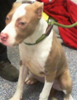 Pit Bull Terrier Dogs Available for Adoption - GLORIA | PetCurious