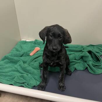 Mixed Breed Dogs Available for Adoption in Spokane, Washington - Sienna | PetCurious