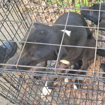 10/15/2026-Stray-SouthAndrewDrive-Midnight -  Black Labrador Retriever and Mixed Breed Dog for Adoption in Columbus, Georgia - 10/15/2026-Stray-SouthAndrewDrive-Midnight | PetCurious