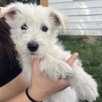 Dublin -  Shepherd and Terrier Dog for Adoption in Cashmere, Washington - Dublin | PetCurious