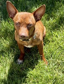 Cody -  Chihuahua Dog for Adoption in Greenlawn, New York - Cody | PetCurious