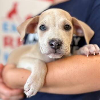 Ariel -  Mixed Breed Dog for Adoption in Morristown, Vermont - Ariel | PetCurious