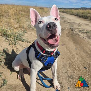 Shiloh -  Staffordshire Bull Terrier and Mixed Breed Dog for Adoption in Douglas, Wyoming - Shiloh | PetCurious