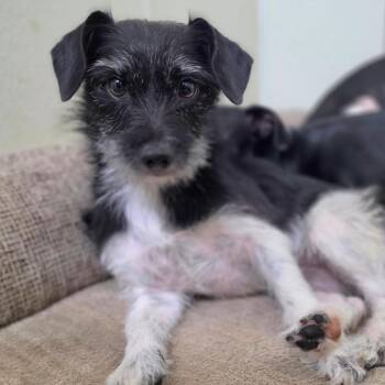 Mustacha - Chino Hills Location -  Terrier and Mixed Breed Dog for Adoption in Chino Hills, California - Mustacha - Chino Hills Location | PetCurious
