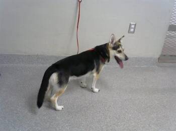 BUDDY BUBBA -  Cardigan Welsh Corgi and Mixed Breed Dog for Adoption in Pasadena, Texas - BUDDY BUBBA | PetCurious