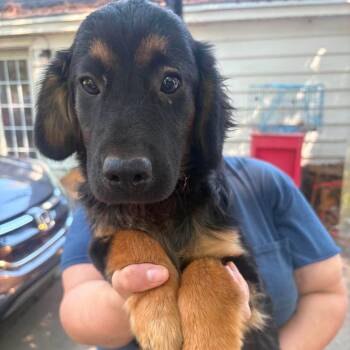 Reba -  Australian Shepherd and Cardigan Welsh Corgi Dog for Adoption in Hackett, Arkansas - Reba | PetCurious