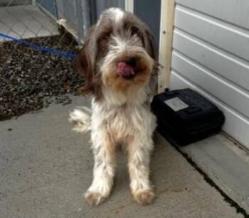 59972854 -  Terrier Dog for Adoption in Elko, Nevada - 59972854 | PetCurious