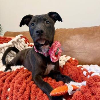 Angel Wings Landing -  Pit Bull Terrier and Black Labrador Retriever Dog for Adoption in Friendswood, Texas - Angel Wings Landing | PetCurious