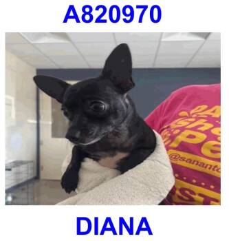 Diana -  Chihuahua Dog for Adoption in Boston, Massachusetts - Diana | PetCurious