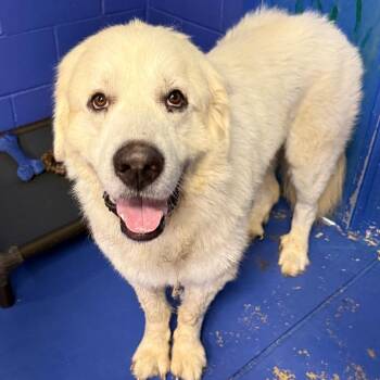 CT Oden -  Great Pyrenees Dog for Adoption in Eastford, Connecticut - CT Oden | PetCurious