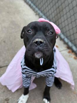 Pina Colada -  Pit Bull Terrier Dog for Adoption in Chicago, Illinois - Pina Colada | PetCurious