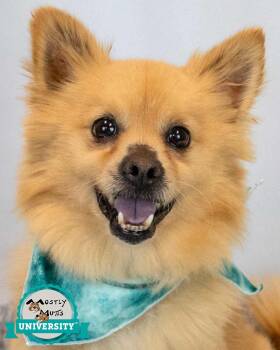 Pomeranian Dogs Available for Adoption in Kennesaw, Georgia - Darwin | PetCurious