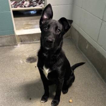 LEAGUE -  Labrador Retriever Dog for Adoption - LEAGUE | PetCurious