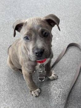 Castiel -  Mixed Breed Dog for Adoption in West Chester, Pennsylvania - Castiel | PetCurious