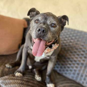 Rescue English Bulldog Dogs for Adoption in Ramona, California - Rhodey | PetCurious