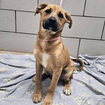 Rafael -  Shepherd and Mixed Breed Dog for Adoption in Nashville, Tennessee - Rafael | PetCurious