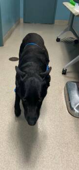 German Shepherd Dog and Labrador Retriever Dogs Available for Adoption in Newton, North Carolina - DOZER | PetCurious
