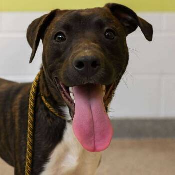 Rescue Mixed Breed Dogs for Adoption in Fredericksburg, Virginia - Cabbage | PetCurious