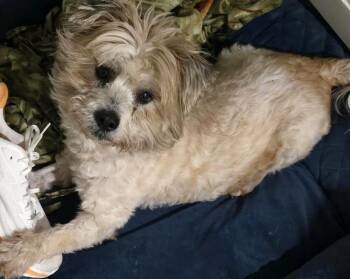 Terrier Dogs Available for Adoption in Dallas, Texas - Fluff NKA Frasier | PetCurious