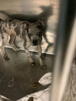 Rescue Pit Bull Terrier and Mixed Breed Dogs for Adoption in Fort Worth, Texas - 59807410 | PetCurious