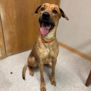 Labrador Retriever and Mixed Breed Dogs Available for Adoption - Solana | PetCurious