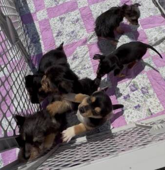 Dachshund and Yorkshire Terrier Dogs Available for Adoption in Waterloo, Illinois - Bridgerton Babies | PetCurious