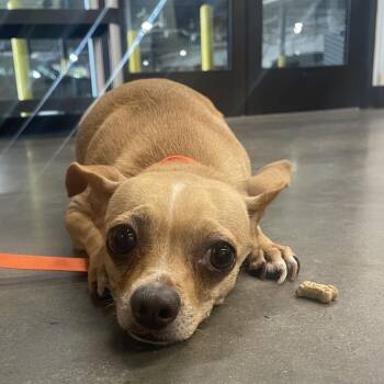 Vicky -  Chihuahua Dog Available for Adoption in Tampa, Florida - Vicky | PetCurious