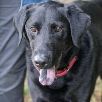 Black Labrador Retriever Dogs Available for Adoption in Memphis, Tennessee - RACKS-30648 | PetCurious