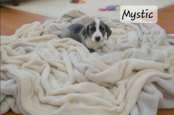 Mystic -  Irish Wolfhound Dog for Adoption in Manchester, Connecticut - Mystic | PetCurious