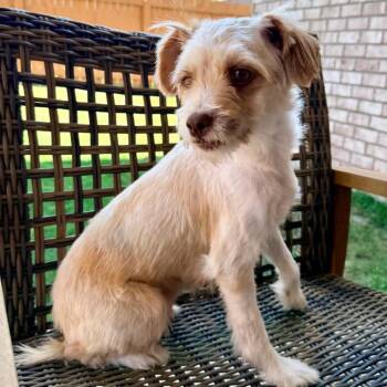Terrier and Mixed Breed Dogs Available for Adoption in Baton Rouge, Louisiana - Ruth | PetCurious