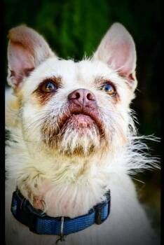 CHERRY -  French Bulldog and Border Terrier Dog for Adoption in Yakima, Washington - CHERRY | PetCurious