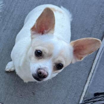 Little Bit Enoch RR UT -  Pomeranian and Mixed Breed Dog for Adoption in Las Vegas, Nevada - Little Bit Enoch RR UT | PetCurious
