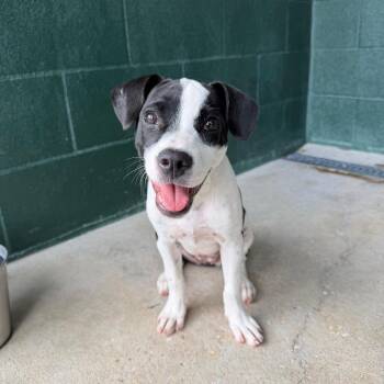 Precious Moments -  Terrier and Mixed Breed Dog for Adoption in Carencro, Louisiana - Precious Moments | PetCurious