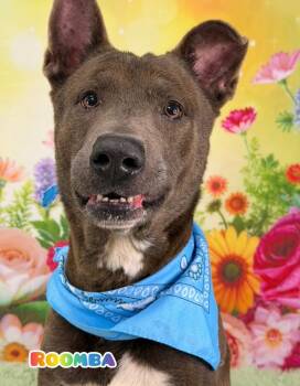 Mixed Breed Dogs Available for Adoption in Flint, Michigan - Roomba | PetCurious