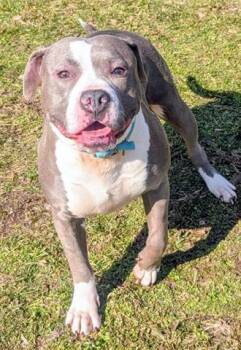 Pit Bull Terrier Dogs Available for Adoption - DOROTHY | PetCurious