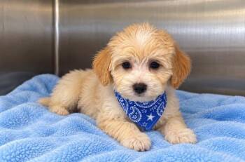 MAUI -  Poodle Dog for Adoption in Tustin, California - MAUI | PetCurious