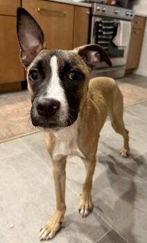 Rhodesian Ridgeback and Pharaoh Hound Dogs Available for Adoption in Tonawanda, New York - Murphy | PetCurious