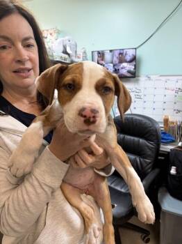 Shirley -  Mixed Breed Dog Available for Adoption in Mobile, Alabama - Shirley | PetCurious