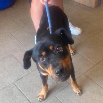 Rodrick Stray Hold 6/22 -  Mixed Breed Dog for Adoption in Huntington, West Virginia - Rodrick Stray Hold 6/22 | PetCurious
