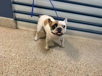 CANOLA -  French Bulldog Dog for Adoption in Doral, Florida - CANOLA | PetCurious