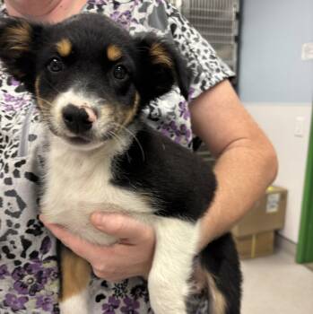 Chilly -  Australian Shepherd Dog Available for Adoption in Washington, District Of Columbia - Chilly | PetCurious