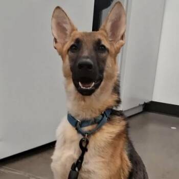 Greta -  German Shepherd Dog and Mixed Breed Dog for Adoption in Voorhees Township, New Jersey - Greta | PetCurious